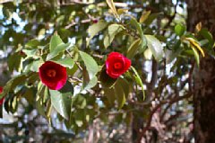 DSC_13.JPG